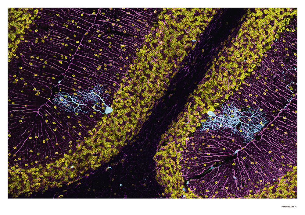 FOTCIENCIA20 imagen 5