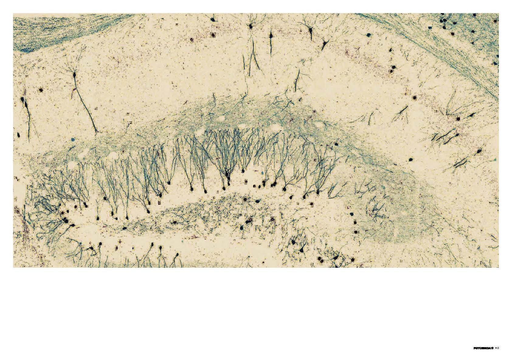 FOTCIENCIA19 Micro 3