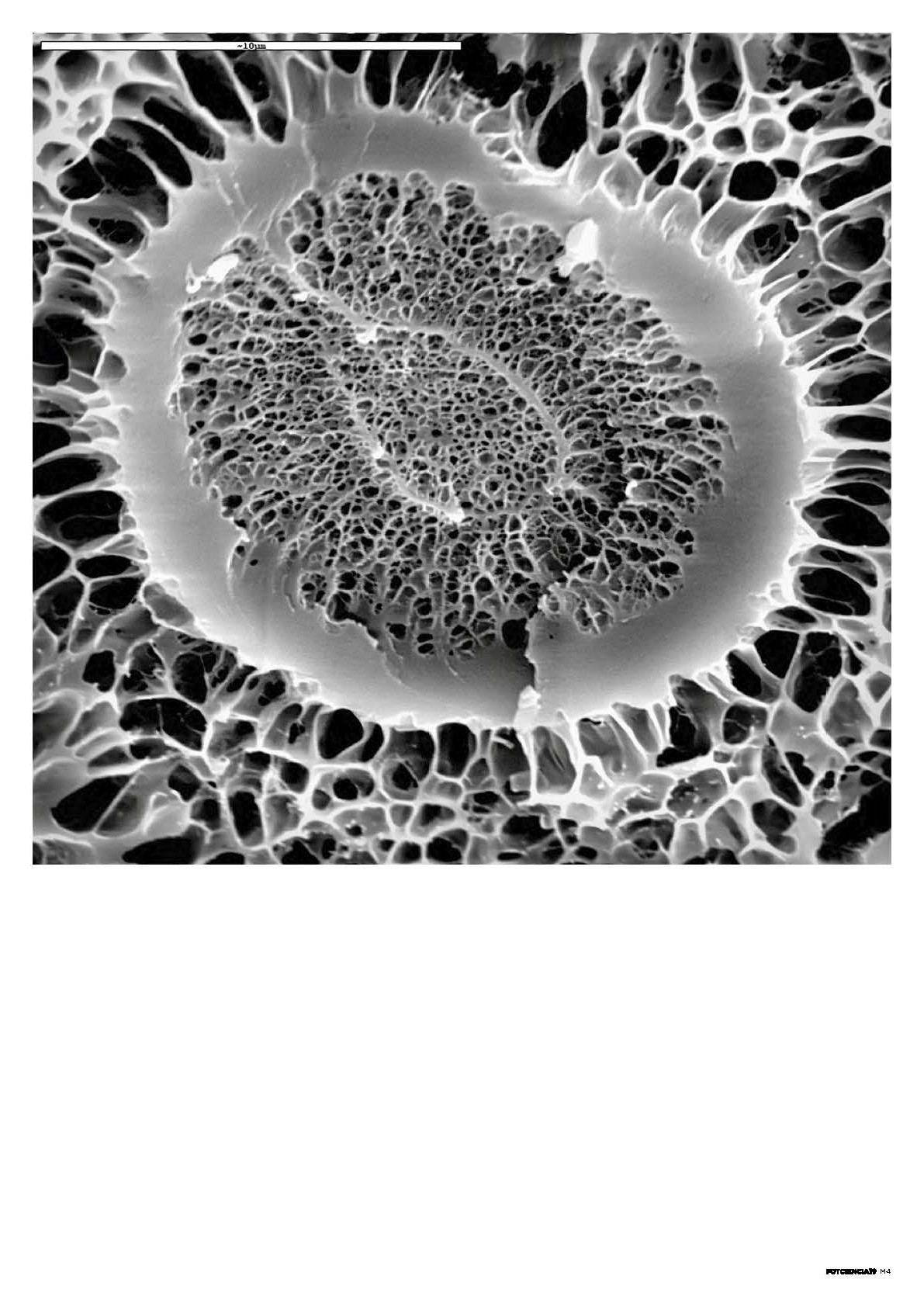 FOTCIENCIA19 Micro 4