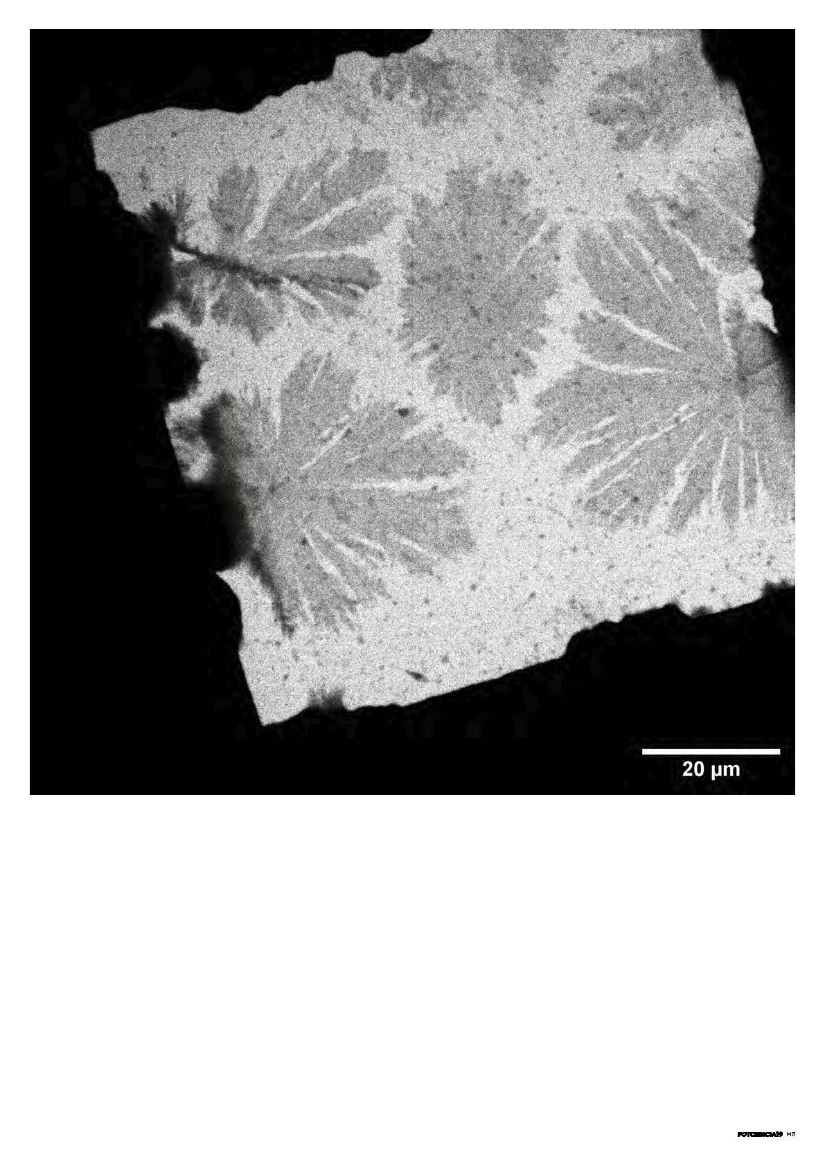 FOTCIENCIA19 Micro 8