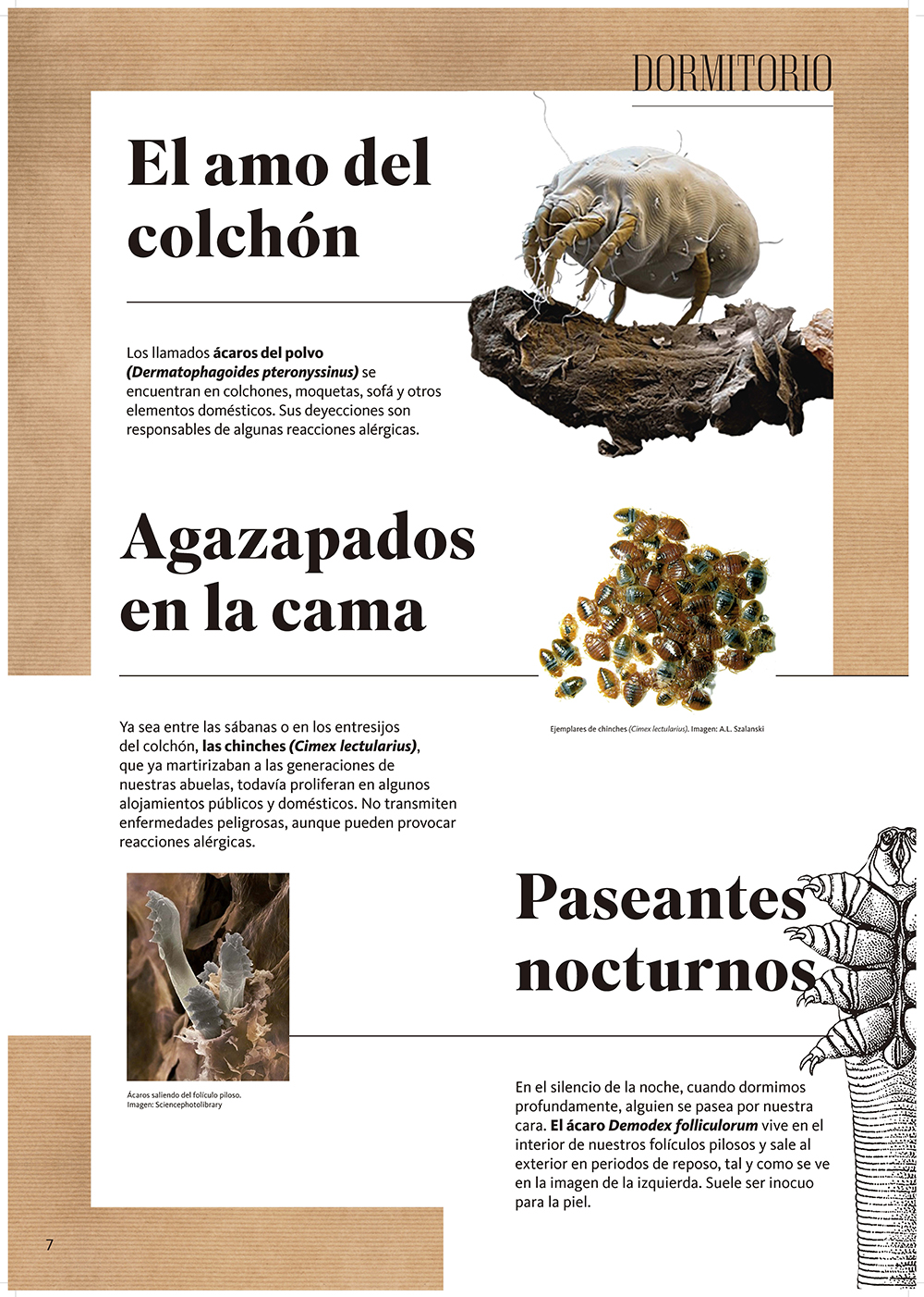 Biodiversidad doméstica. Compañeros de piso panel 8