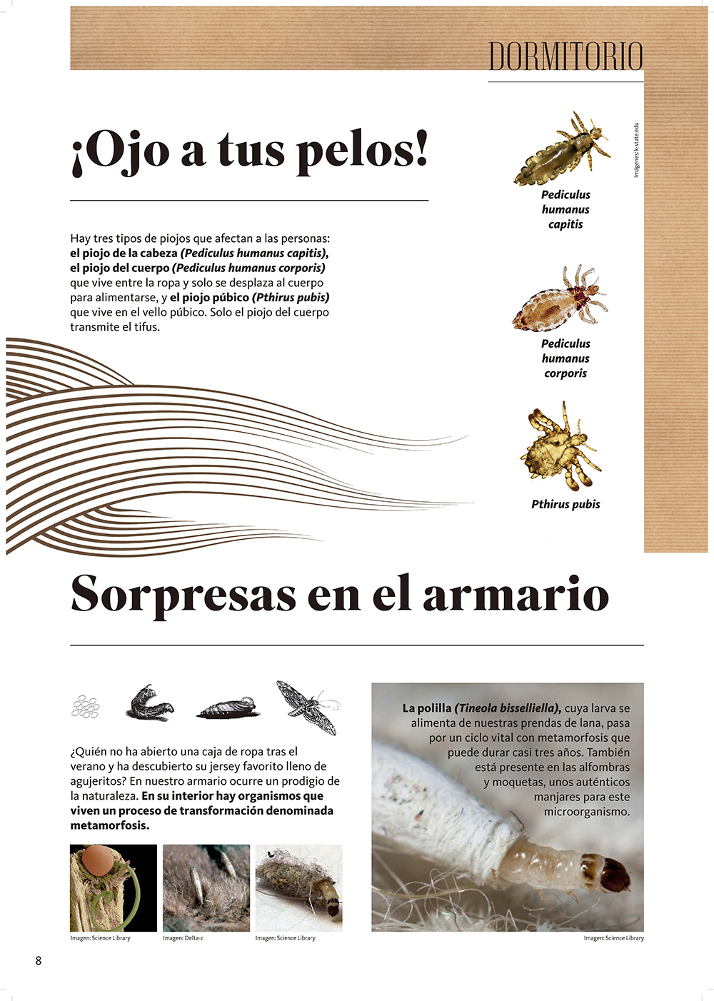 Biodiversidad doméstica. Compañeros de piso panel 9