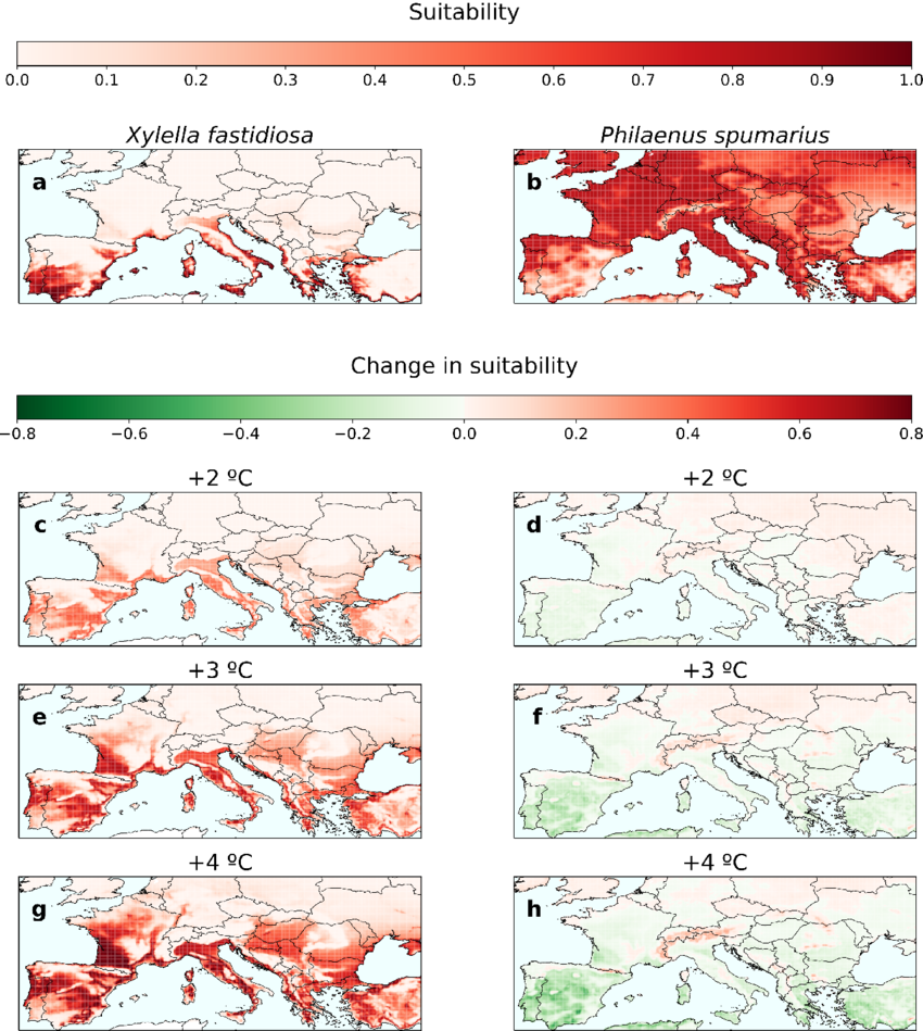 Una proyección con diferentes escenarios en los que se distribuye la Xylella fastidiosa y el insecto Philaenus spumarius por Europa y el Mediterráneo, bajo diferentes condiciones climáticas respecto al escenario actual (una media entre 2003-2022).